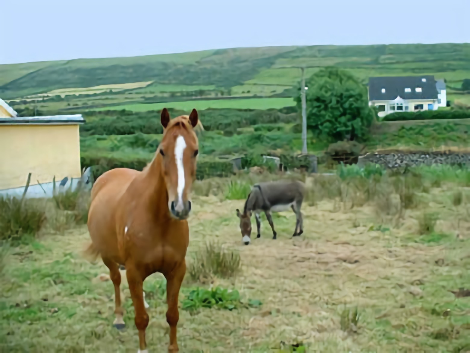 Horse