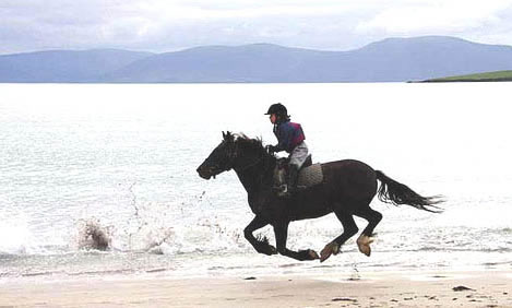 Horse