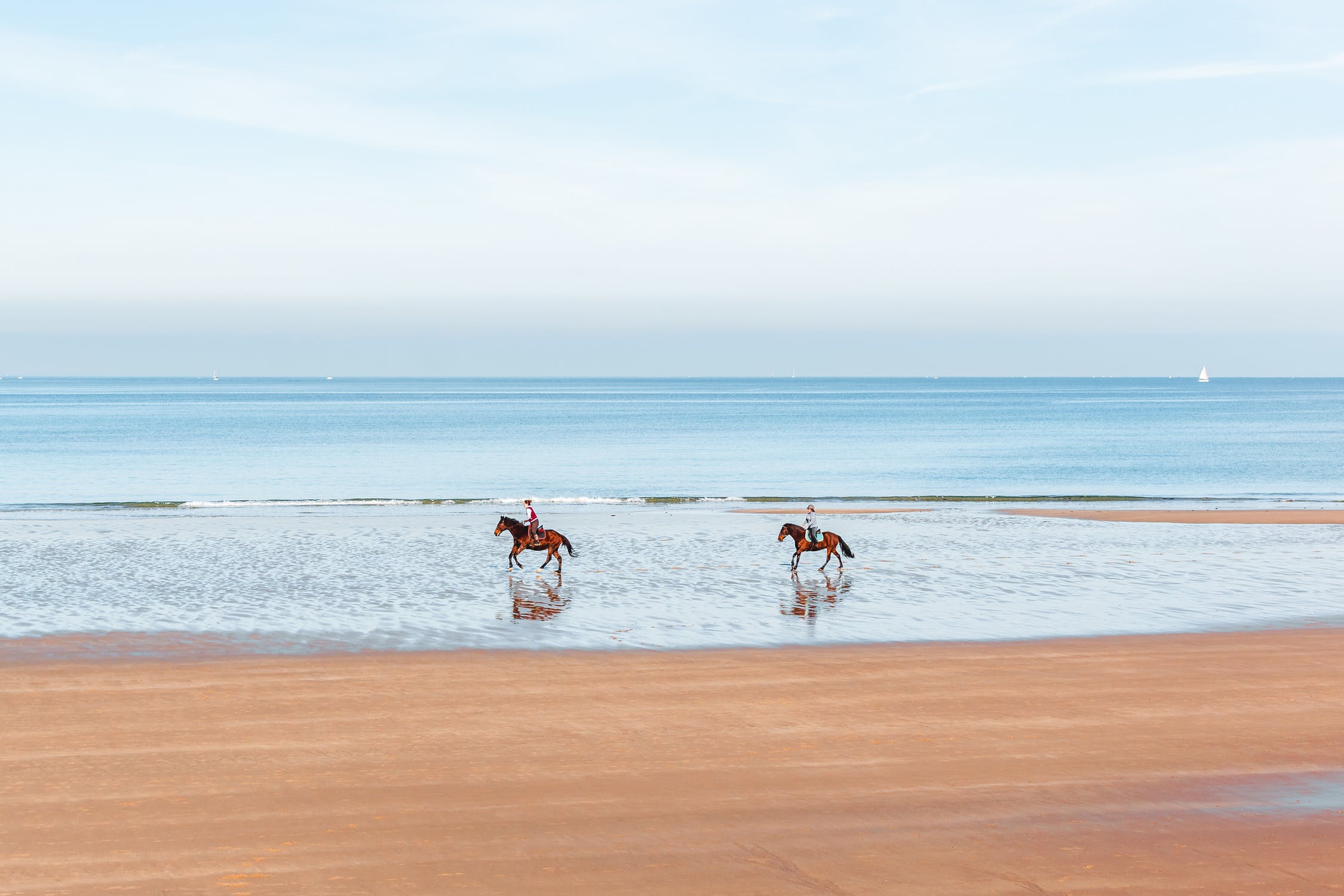 Horses